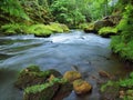 Water level under fresh green trees at mountain river. Fresh spring air in the evening Royalty Free Stock Photo