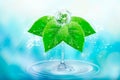 Water is life. Splashes of pure water Give birth to a planet on green leaves with drops and splashes. Wallpaper to the day of the Royalty Free Stock Photo