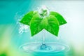 Water is life. Splashes of pure water Give birth to a planet on green leaves with drops and splashes. Wallpaper to the day of the