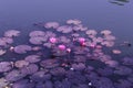 This are the water lili flower& x27;s,these flower& x27;s are expected in the water.