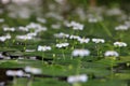Water lili pads Royalty Free Stock Photo