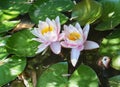 The water lilie flowers in a pond, Istanbul Royalty Free Stock Photo