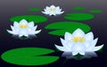 Water lilies