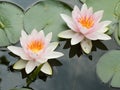 Water lilies Royalty Free Stock Photo