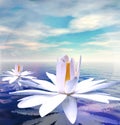 Water lilies Royalty Free Stock Photo