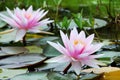 Water lilies Royalty Free Stock Photo