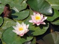 Water Lilies Royalty Free Stock Photo