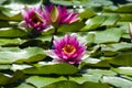 Water Lilies