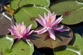 Water Lilies