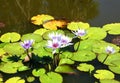 Water Lilies