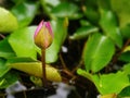 Water lilies in the basin for the garden in front of the house Royalty Free Stock Photo