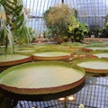 Water lilies in Bergianska trÃ¤dgÃ¥rden in Stockholm