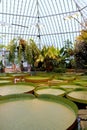 Water lilies in Bergianska trÃ¤dgÃ¥rden in Stockholm