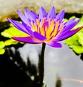 Water lilies bloom in the morning in the fish bowl in front of the house