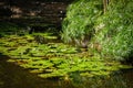 Water lilies in bloom near bamboo grove reflected in shallow water Royalty Free Stock Photo