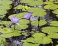 Purple water lilies blooming in pond Royalty Free Stock Photo