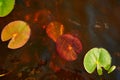 Water lilies blooming in the spring