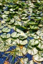 Water lilies with blossom in a pond Royalty Free Stock Photo