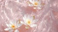 Water lilies blossoms floating in sparkling light pink water, top view, dynamic water surface