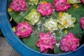 Water lilies in a blue pot Royalty Free Stock Photo