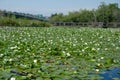 Water lilies cover marsh under highway 520 Royalty Free Stock Photo