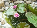 water lilies, and different color in the village lake.