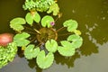 Water lilies Fam; Nymphaeceae