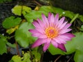 Water lilies (Fam; Nymphaeceae)