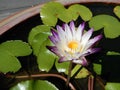 Water lilies Fam; Nymphaeceae