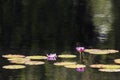 Water Lillies on Golden Ripples Royalty Free Stock Photo
