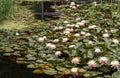 Water lilies flower on a pond Royalty Free Stock Photo