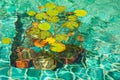 Water lilies in fountain with transparent turquoise water in selective focus