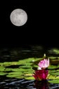 Water Lilies Full Moon