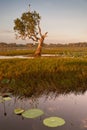 Water lilies and gnarled tree at Yellow River billabong, Austral Royalty Free Stock Photo