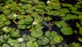 Water lilies and golden carp