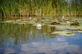 Naturel Lotus flower Ellisiana or Tubtim Siam Water Lily on a sunny reflective water canal Royalty Free Stock Photo