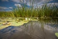 Naturel Lotus flower Ellisiana or Tubtim Siam Water Lily on a sunny reflective water canal Royalty Free Stock Photo