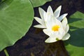 Water lilies green leaves on a pond with white blooming lotus flowers illuminated by sunny summer light. Royalty Free Stock Photo