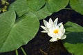 Water lilies green leaves on a pond with white blooming lotus flowers illuminated by sunny summer light. Royalty Free Stock Photo