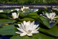 Water lilies green leaves on a pond with white blooming lotus flowers. Royalty Free Stock Photo