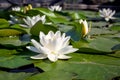 Water lilies green leaves on a pond with white blooming lotus flowers. Royalty Free Stock Photo