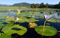 Water lilies with green lotus leafs in dam, Garden Route, South Africa Royalty Free Stock Photo