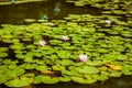 Water lilies in a pond. White flower and green leaves