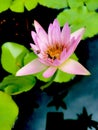 Nymphaea nouchali Royalty Free Stock Photo