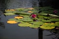 water lilies grow on a lake, beautiful flower grows on water, water plant, green leaves, blue water Royalty Free Stock Photo