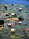 Water-lilies on lake Bled, Slovenia Royalty Free Stock Photo