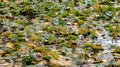 Water lilies in a lake in a city park. December day.