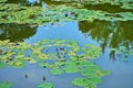 Water lilies lake in a green recreation park