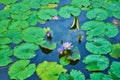 Water lilies lake in a green recreation park Royalty Free Stock Photo