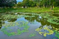 Water lilies lake in a green recreation park Royalty Free Stock Photo